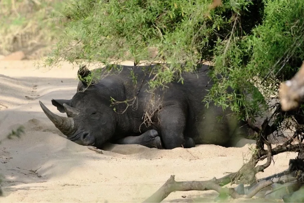 White rhino asleep in a dry riverbed