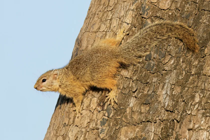 Smith's Bush Squirrel