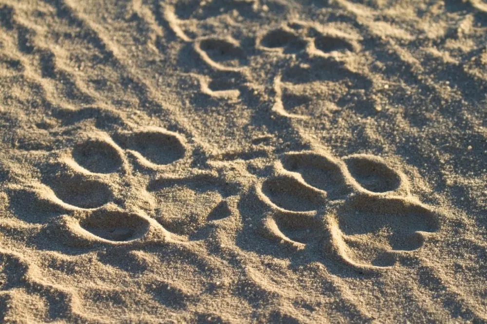 Wildlife Animal Footprints